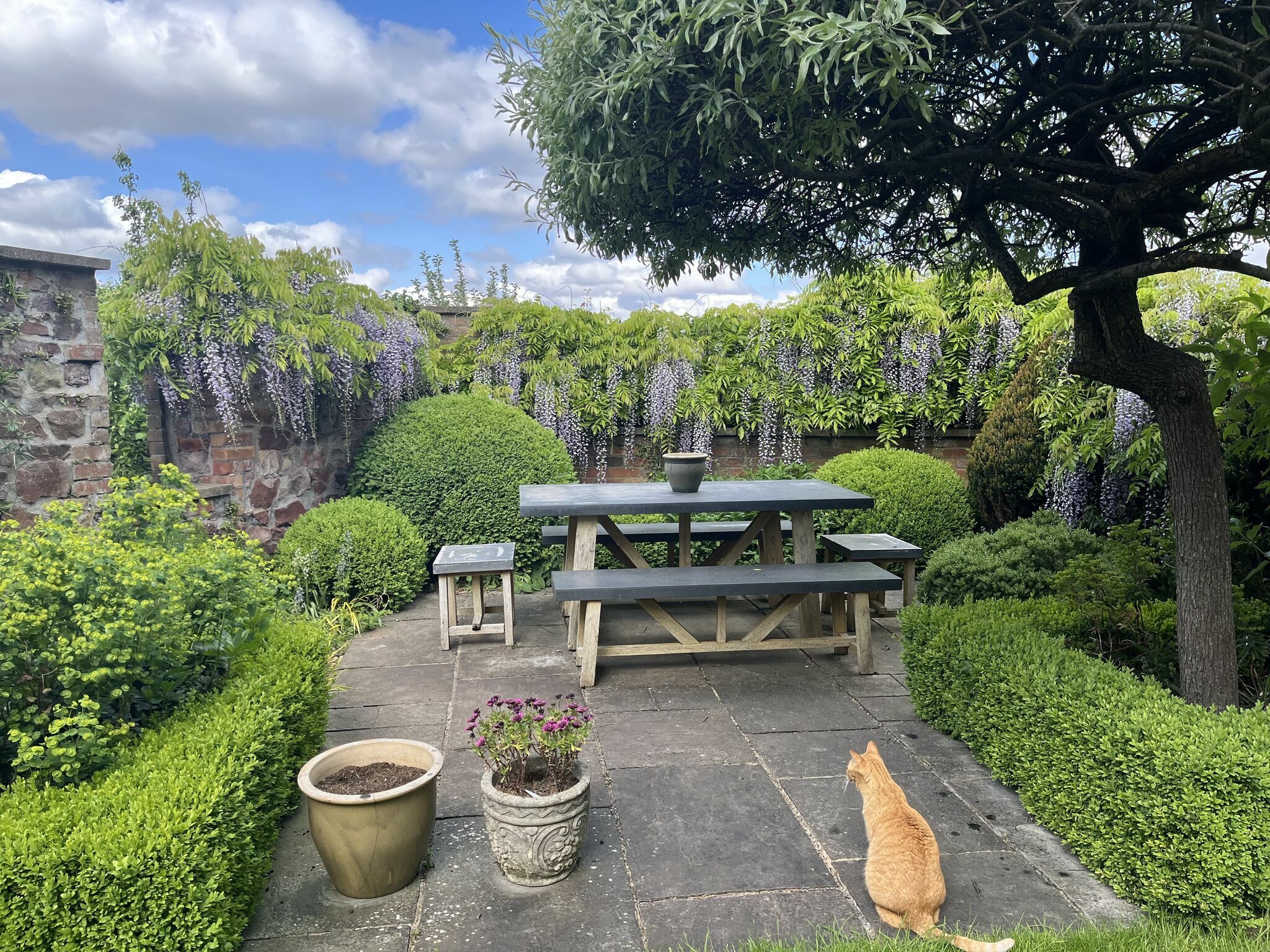 Garden with wisteria and ginger cat. Beeston Media video production bristol science and technology video production higher education video production.
