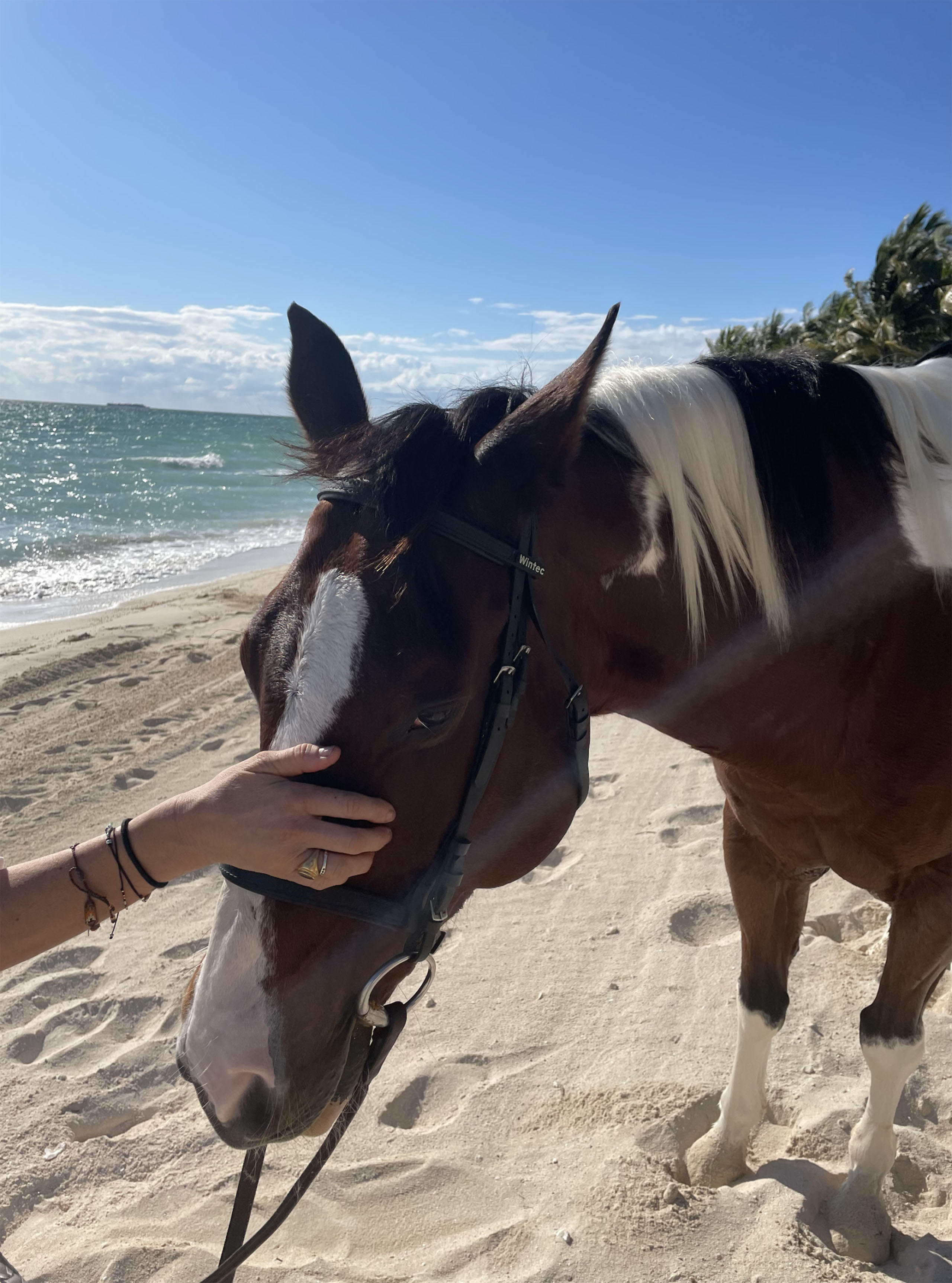 Behind the scenes shot of horse from Lion House Albany, Bahamas film. Beeston Media property and design video production, Bristol video production.