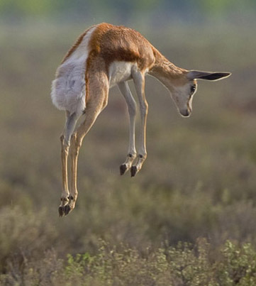 Springbok image relating to SEO workshop. Beeston Media video production bristol science and technology video production higher education video production.