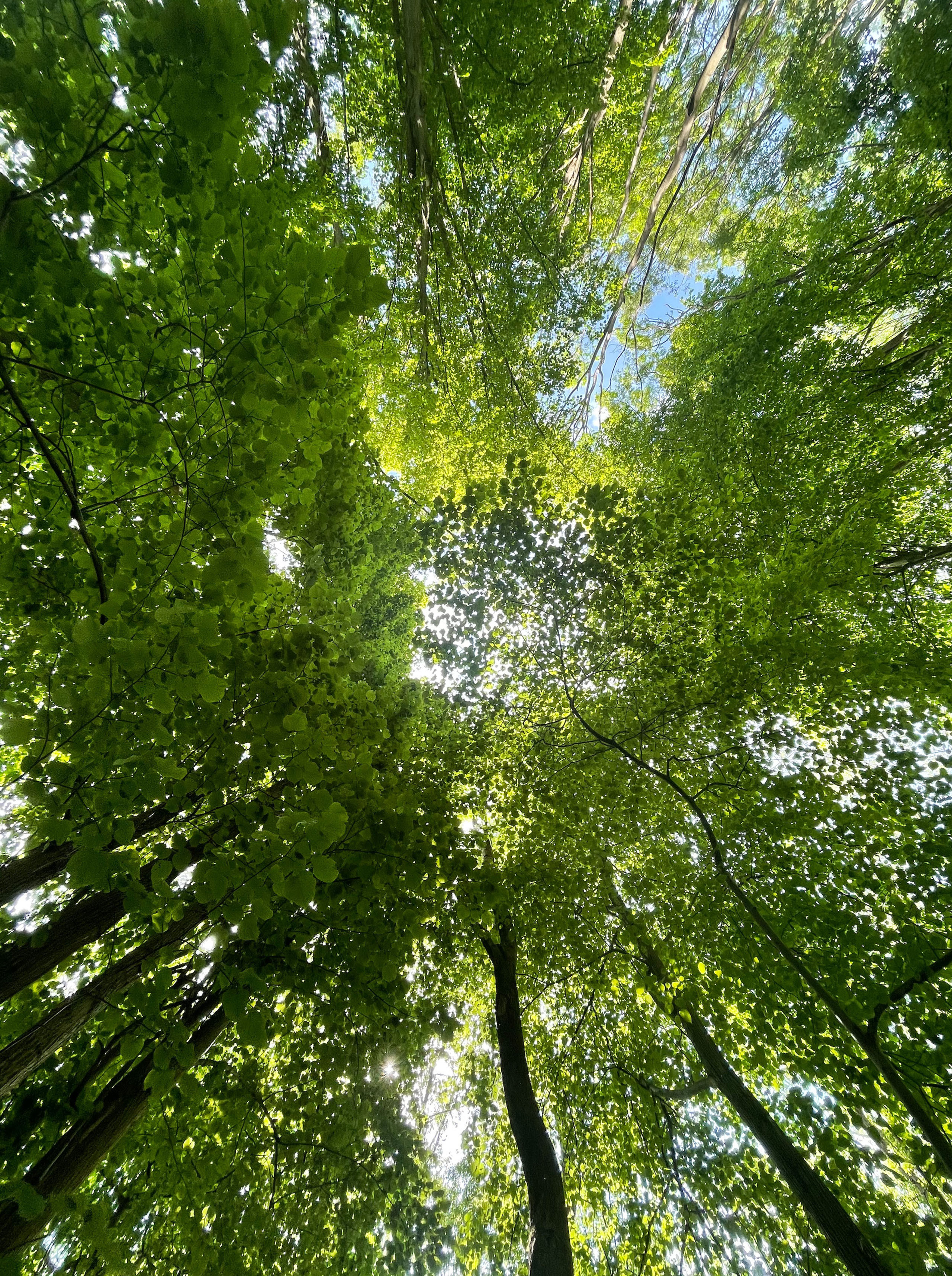 Trees shot from film for Magna Carta Park, Surrey by Royalton. Beeston Media property and design video production, Bristol video production.
